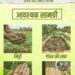 सीड बॉल अभियान- हरियाली बढ़ाने का सरल और प्रभावी माध्यम, जनभागीदारी से साकार हो रहा हरित छत्तीसगढ़ का संकल्प