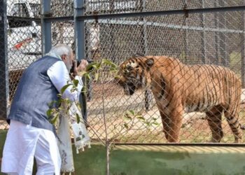 320.15 हेक्टेयर में फैला प्रकृति और वन्यजीव संरक्षण का अनूठा संगम है नंदनवन जंगल सफारी