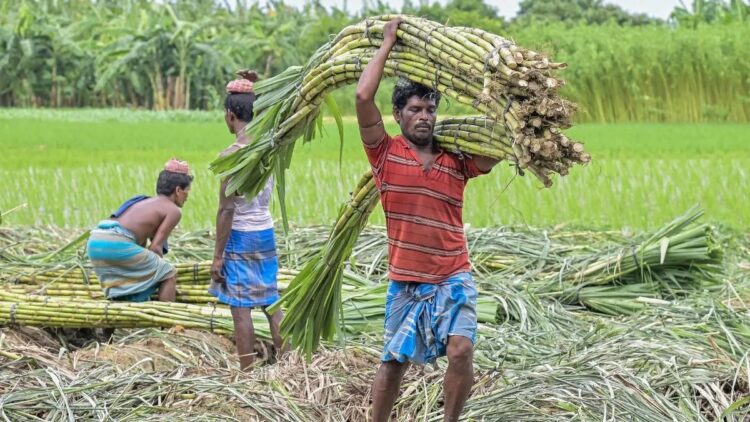 गन्ना मूल्य में छत्तीसगढ़ देश में नंबर वन, किसानों को अब 425 रुपये प्रति क्विंटल की दर से होगा भुगतान