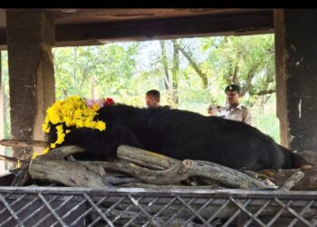 नंदनवन जू एवं जंगल सफारी में 25 वर्षीय मादा हिमालयन भालू ‘फफोरी’ की मौत