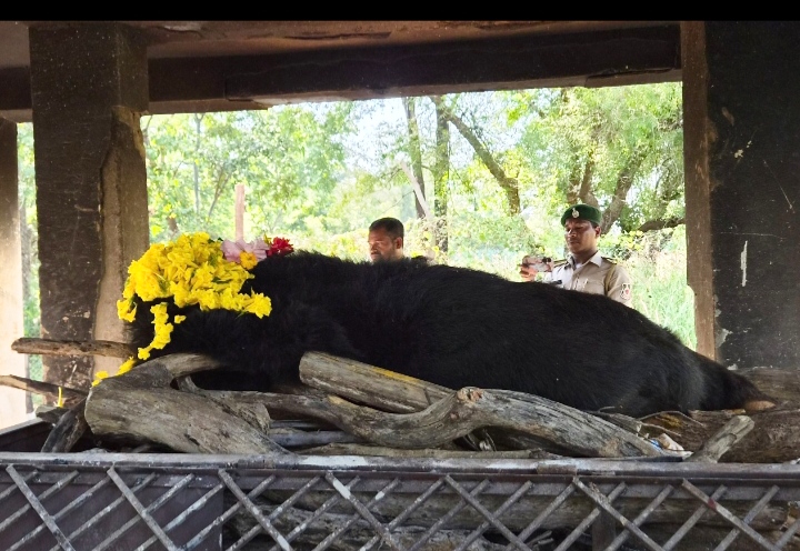 नंदनवन जू एवं जंगल सफारी में 25 वर्षीय मादा हिमालयन भालू ‘फफोरी’ की मौत