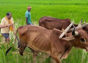 डिजिटल क्रांति की राह पर सारंगढ़-बिलाईगढ़, तकनीक से बदली खेती की तस्वीर, डिजिटल क्रॉप सर्वे में रचा इतिहास