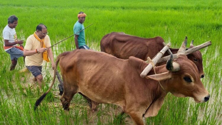 डिजिटल क्रांति की राह पर सारंगढ़-बिलाईगढ़, तकनीक से बदली खेती की तस्वीर, डिजिटल क्रॉप सर्वे में रचा इतिहास