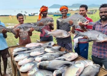 नीली क्रांति’ से समृद्धि की ओर: मछली पालन बना ग्रामीण विकास, रोजगार और आत्मनिर्भरता का नया आधार