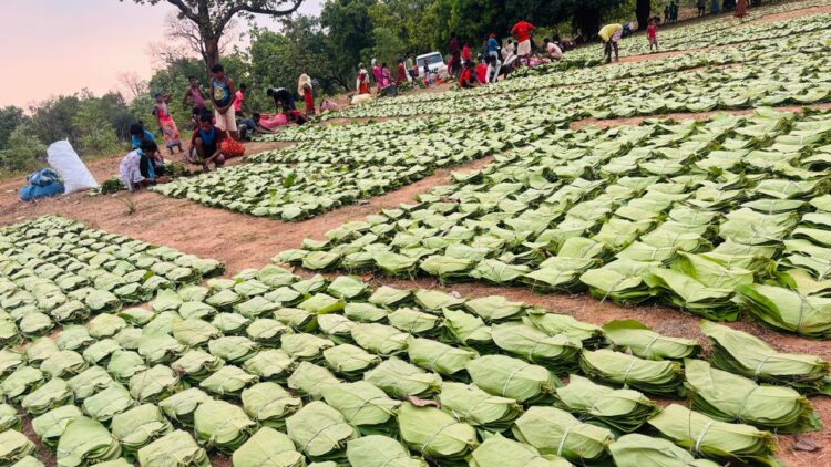 गीदम समिति ने रचा इतिहास: 38 वर्षों में सबसे अधिक कीमत पर बिका तेंदूपत्ता, 4 हजार परिवारों को मिलेगा बोनस का लाभ