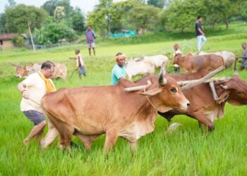 गृहग्राम बगिया में सुबह-सुबह खेत पहुंचे मुख्यमंत्री, बैलों के साथ हल चलाकर की बियासी