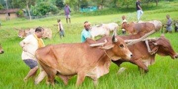 गृहग्राम बगिया में सुबह-सुबह खेत पहुंचे मुख्यमंत्री, बैलों के साथ हल चलाकर की बियासी