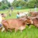 गृहग्राम बगिया में सुबह-सुबह खेत पहुंचे मुख्यमंत्री, बैलों के साथ हल चलाकर की बियासी