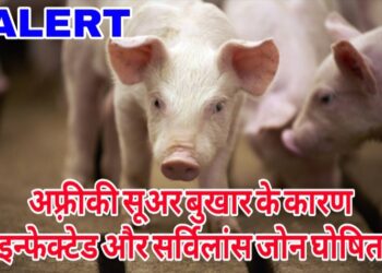 दुर्ग जिला के यह क्षेत्र अफ़्रीकी सूअर बुखार के कारण इन्फेक्टेड और सर्विलांस जोन घोषित, कलेक्टर ने जारी किया आदेश