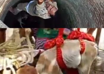 पुलिस आरक्षक ने कुएं में उतरकर दिखाई मानवता और साहस, बछड़ा को निकाला सुरक्षित