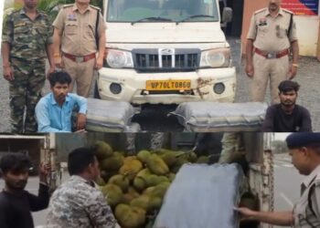 कटहल की आड़ में पिक-अप में गांजा तस्करी करते दो आरोपी गिरफ्तार, 62.85 लाख रुपए के 125 किलो गांजा बरामद