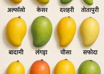 आज आम की देशी-विदेशी 250 से अधिक किस्में देखने को मिलेंगी, आम महोत्सव का राज्यपाल करेंगे शुभारंभ