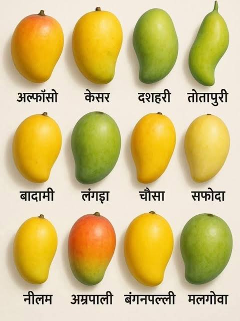 आज आम की देशी-विदेशी 250 से अधिक किस्में देखने को मिलेंगी, आम महोत्सव का राज्यपाल करेंगे शुभारंभ