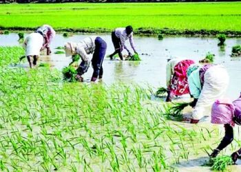 प्रदेश में 48.69 लाख हेक्टेयर क्षेत्र में बोनी के लक्ष्य के विरूद्ध 97 प्रतिशत बोनी पूर्ण
