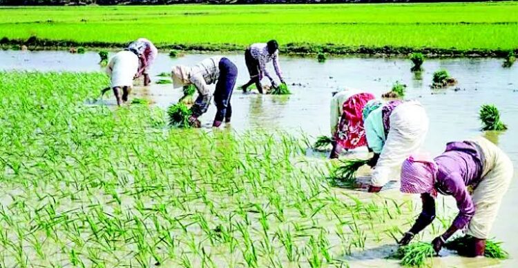 प्रदेश में 48.69 लाख हेक्टेयर क्षेत्र में बोनी के लक्ष्य के विरूद्ध 97 प्रतिशत बोनी पूर्ण