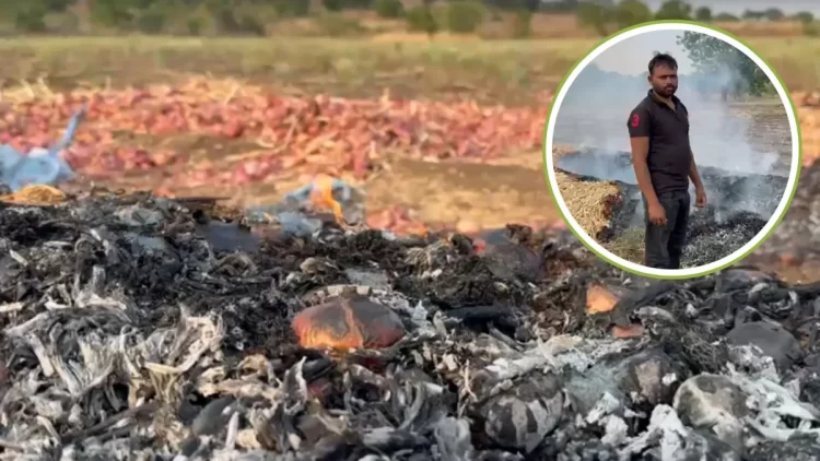 मात्र 1 रुपये किलो प्याज का भाव मिलने पर किसान ने 600 बोरियों में लगा दी आग, प्रशासन से अनुदान देने की मांग